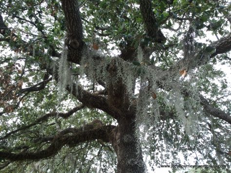 city park tree closeup