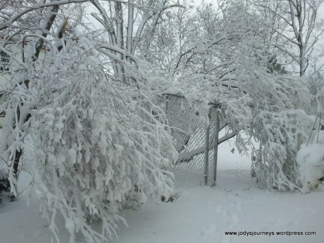 dog pen covered in snow