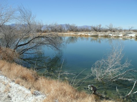 ash meadows lake
