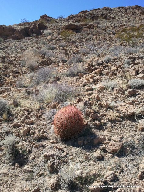 cactus on Mojave trail