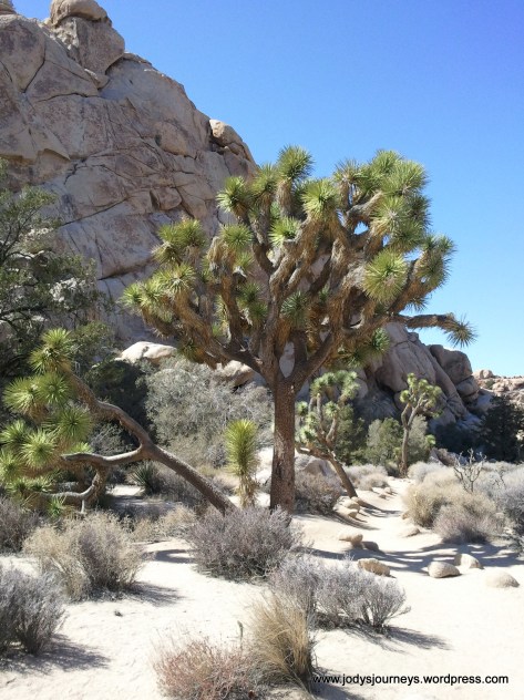 joshua tree cactus